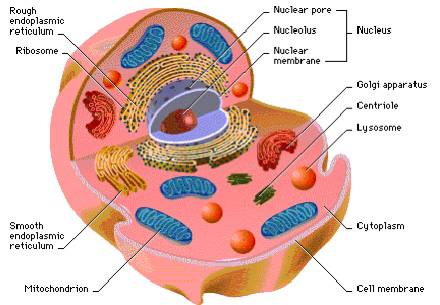 Biology